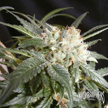 Malibu planta de marihuana