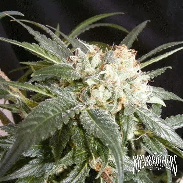 View Malibu planta de marihuana