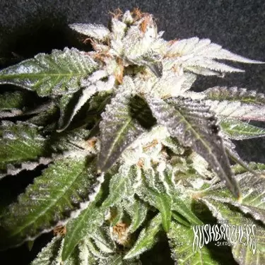 Confidencial OG planta de marihuana