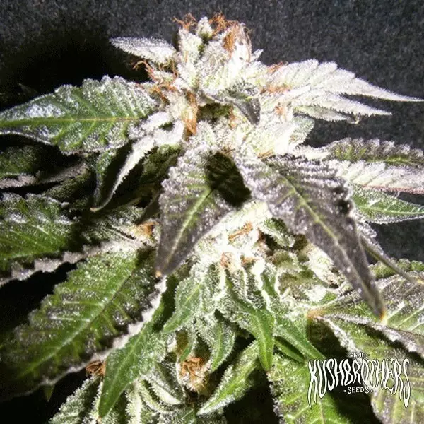 View Planta de maconha OG confidencial