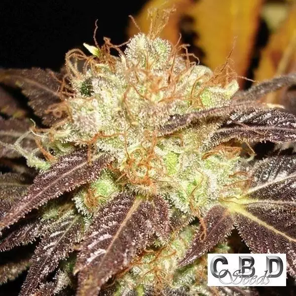 View Auto Diesel cannabis plant