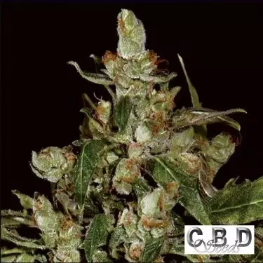 Auto Widow cannabis plant