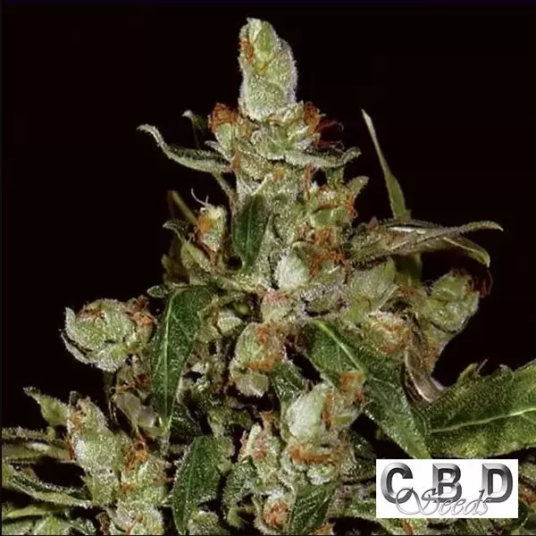 View Auto Widow cannabis plant