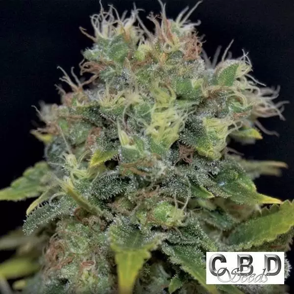 View Auto Yumbolt cannabis plant