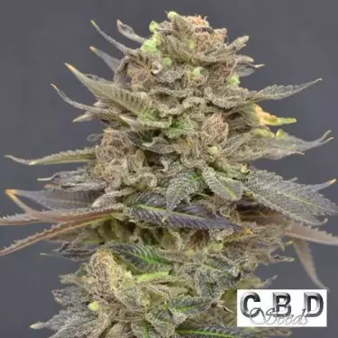 Magma cannabis plant