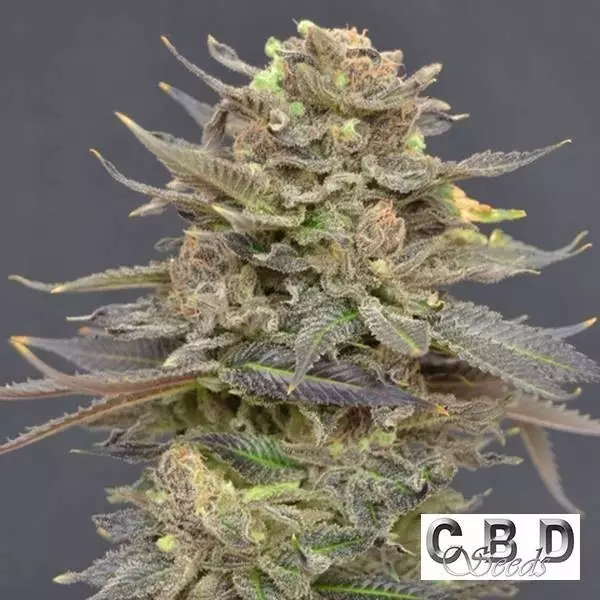 View Planta de maconha