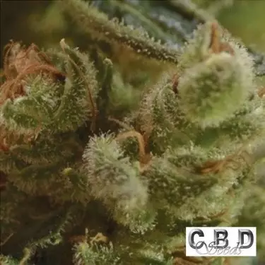 One To One cannabis plant