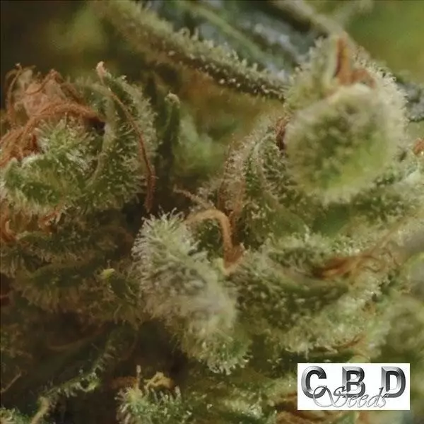 View Planta de maconha