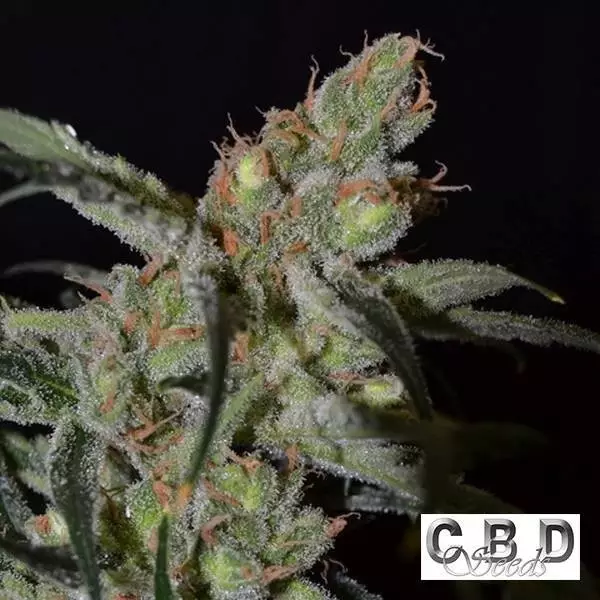 View Shark cannabis plants