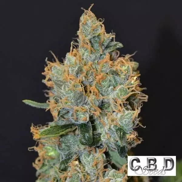 View Planta de maconha