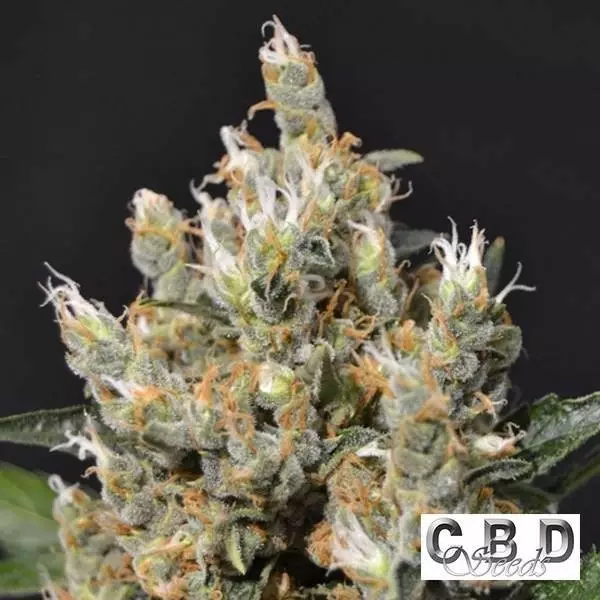 View Planta de maconha