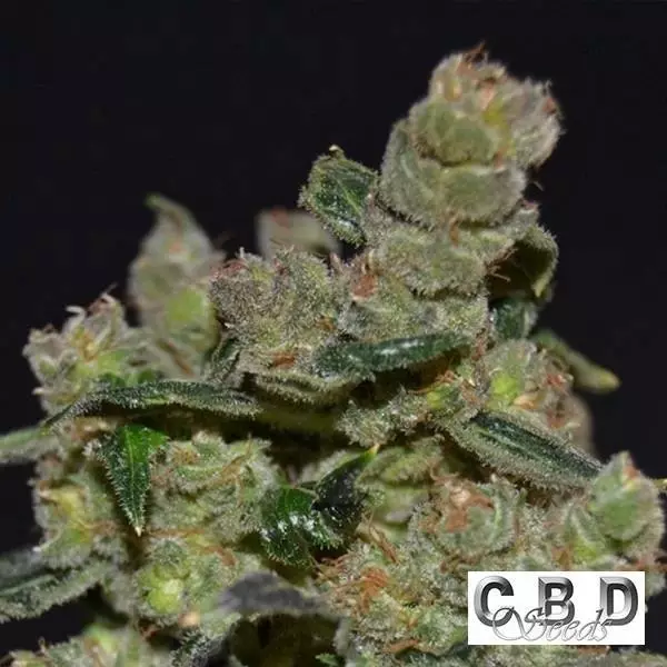 View Planta de maconha