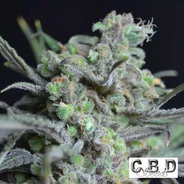 View Planta de marihuana