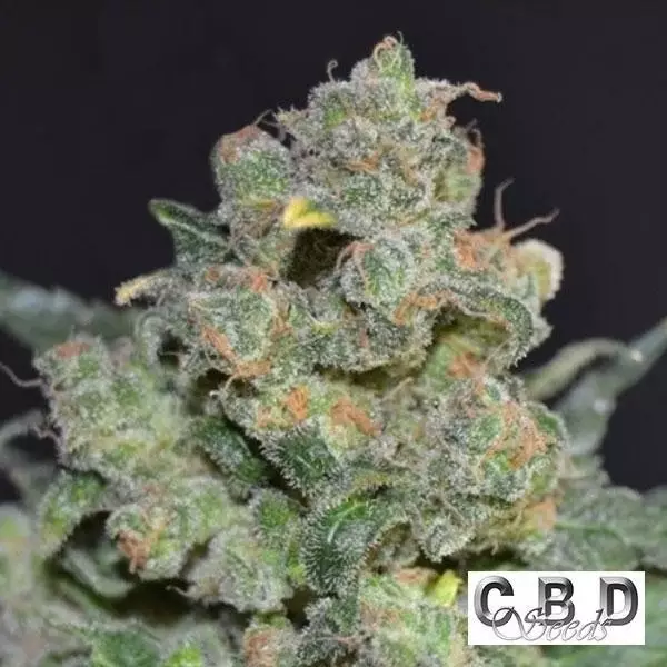 View Planta de maconha