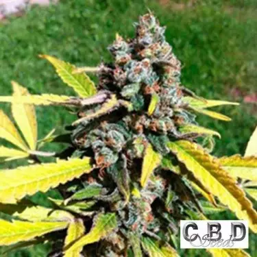 Auto AK cbd seeds auto