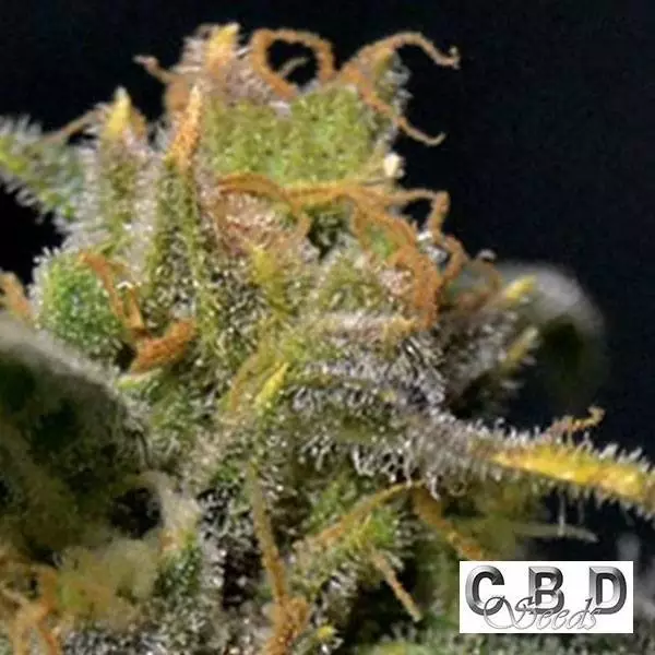 View Planta de maconha