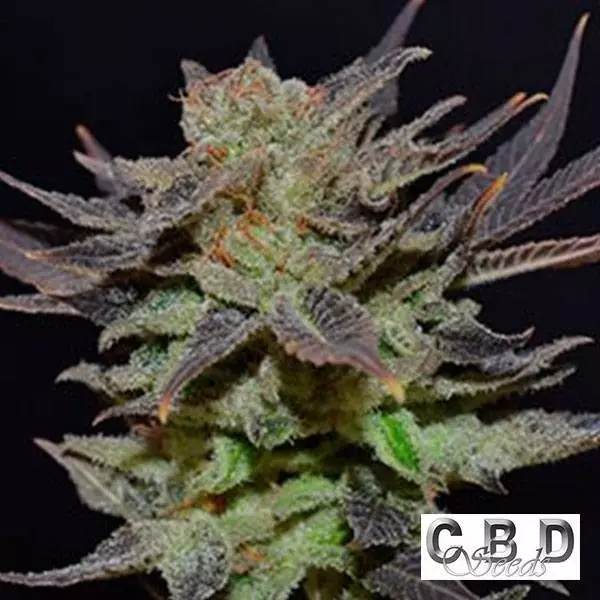 View Planta de marihuana