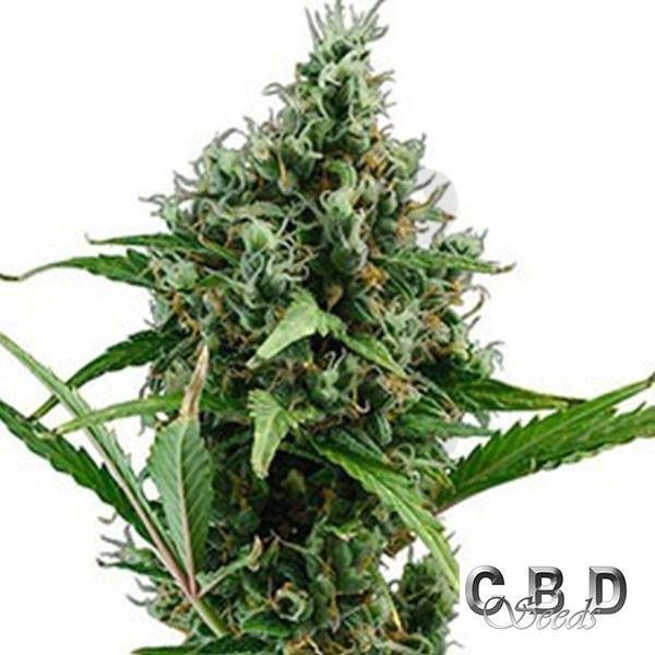 Auto Amnesia 5 cannabis plant