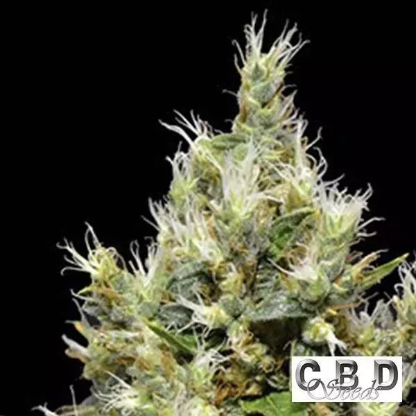 View Planta de marihuana