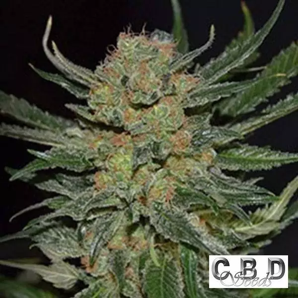 View Planta de maconha