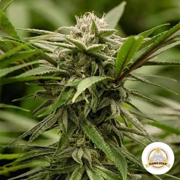 View Ewok Marijuana Plant