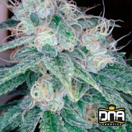 Planta de marihuana