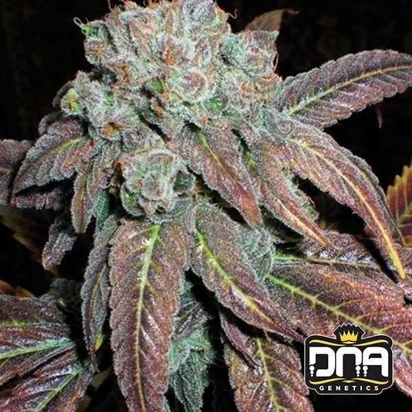 Purple Wreck cannabis plant