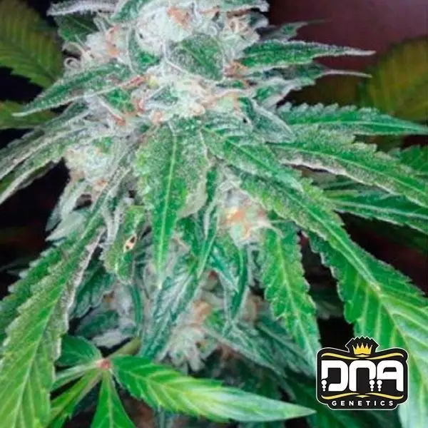 View Planta de maconha