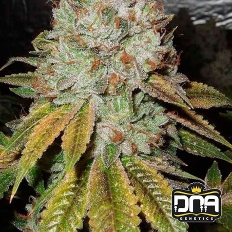 OG Kush