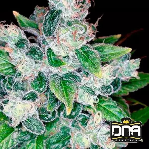 View Kandy Kush cannabis plant