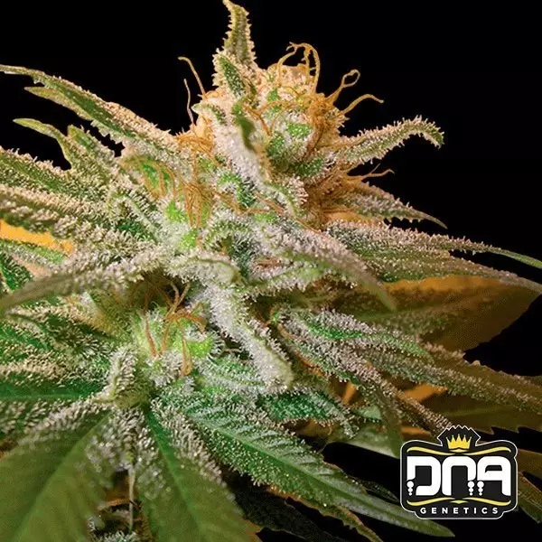 View KushBerry marijuana plant