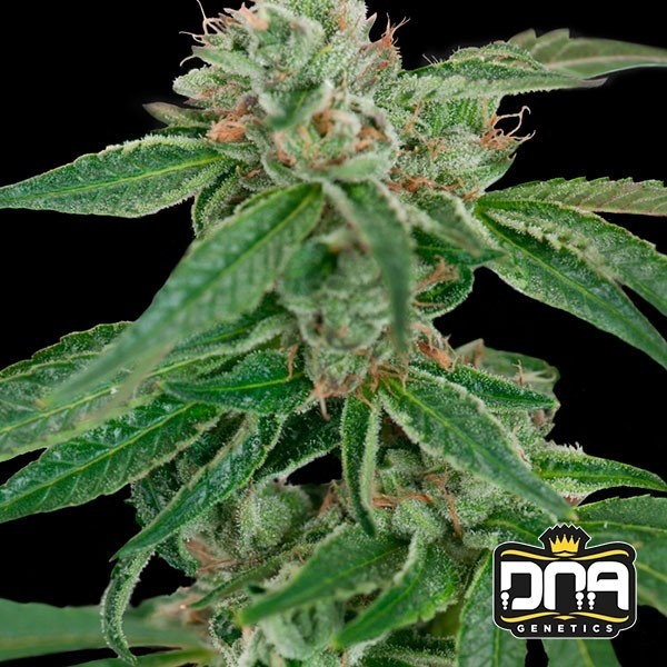 View Planta de marihuana