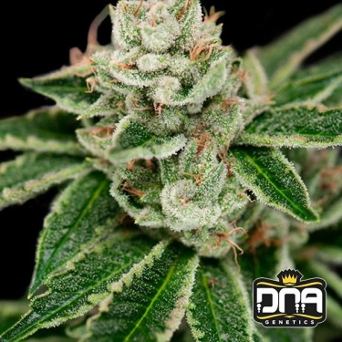 Crockett's Dawg Régulière Plante de marijuana