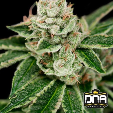 Planta de marihuana