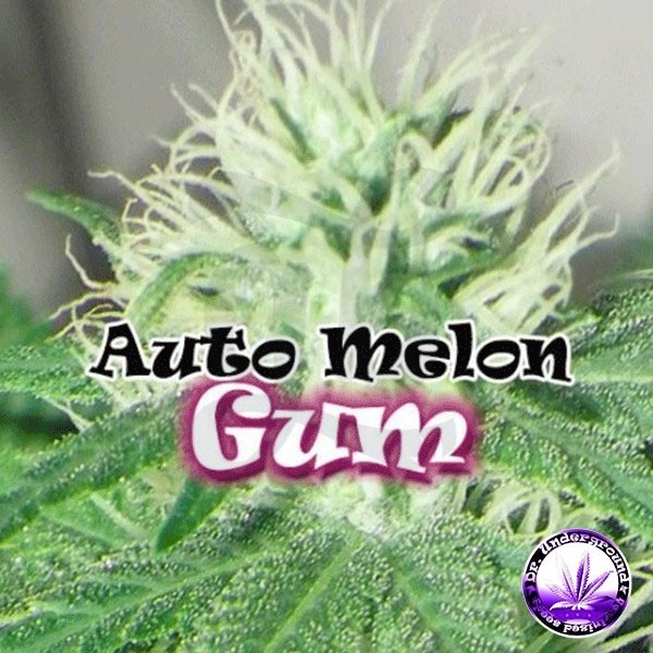 Auto Melon Gum 