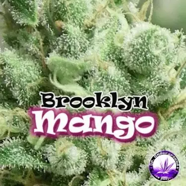 Brooklyn Mango cannabis plant