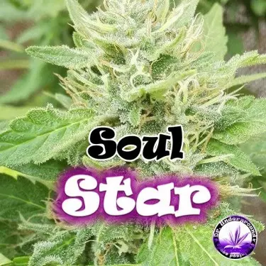 Soul Star Marijuana Plant