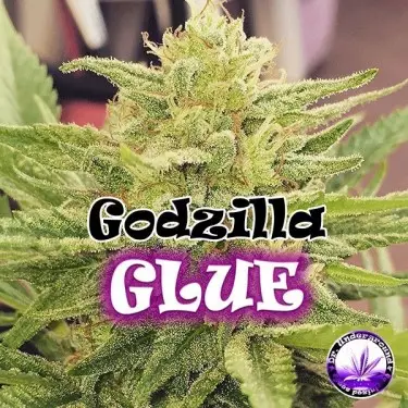 Godzilla Glue Marijuana Plant