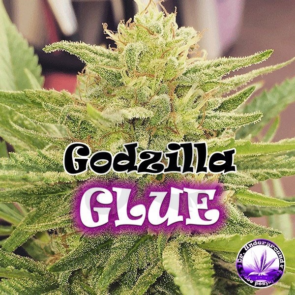  Godzilla Glue 