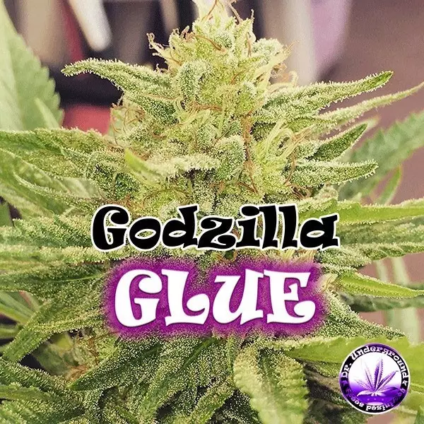 View Godzilla Glue Marijuana Plant