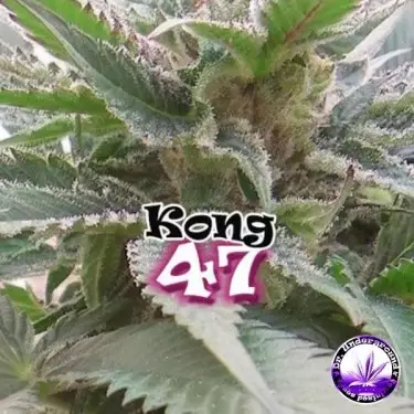 Kong 47 cannabis plant