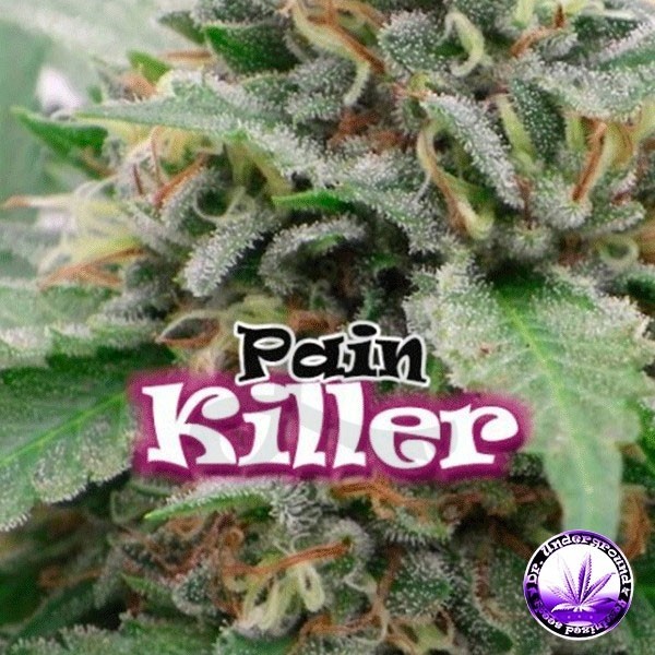 PainKiller cannabis plant