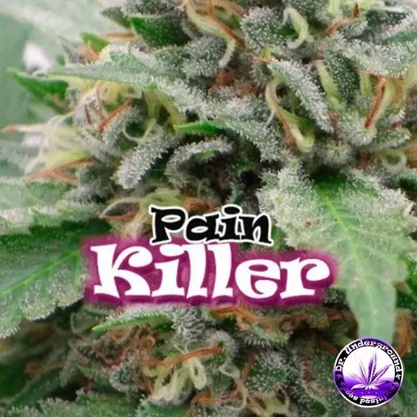 View PainKiller cannabis plant