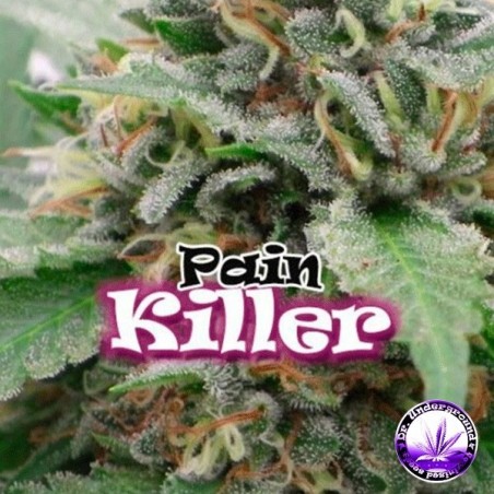 Planta de marihuana