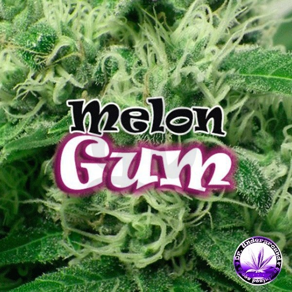 Melon Gum cannabis plant