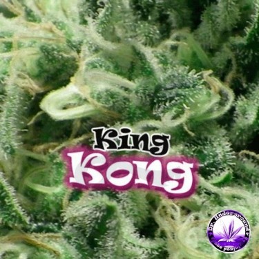 King Kong Plante de marijuana