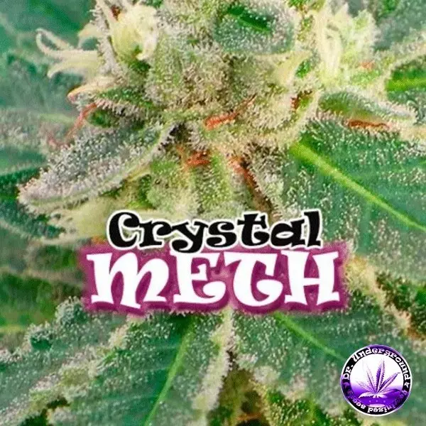 View Planta de maconha