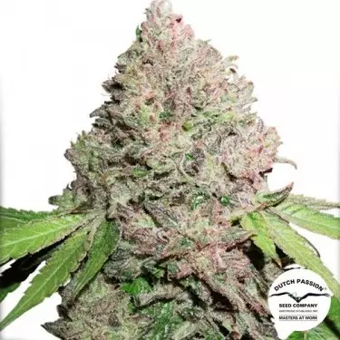 CBD Charlotte's Angel planta de marihuana