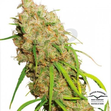 Plante de cannabis Desfrán