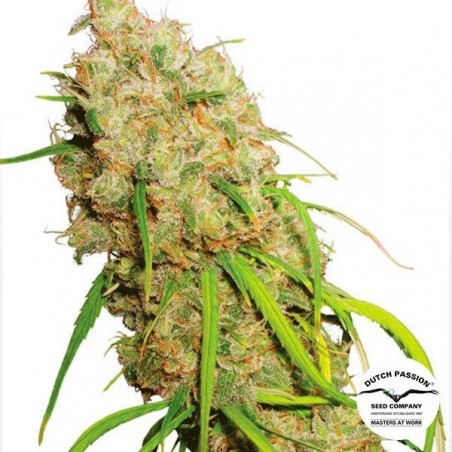 Planta de marihuana